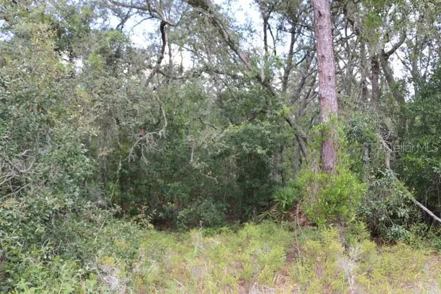 a view of a lush green forest