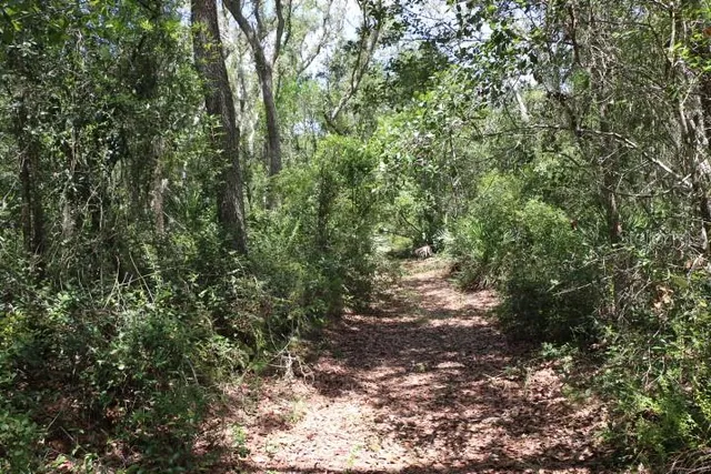 a view of a yard with a tree