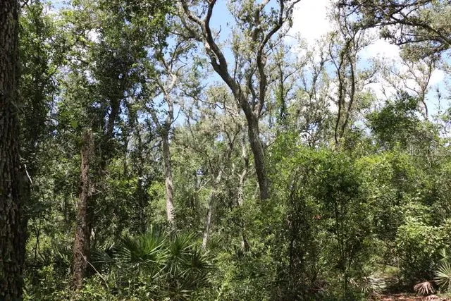 a view of a yard with a tree