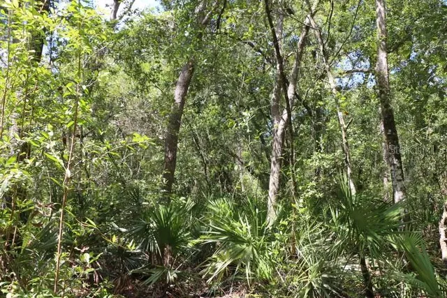 a view of a lush green forest