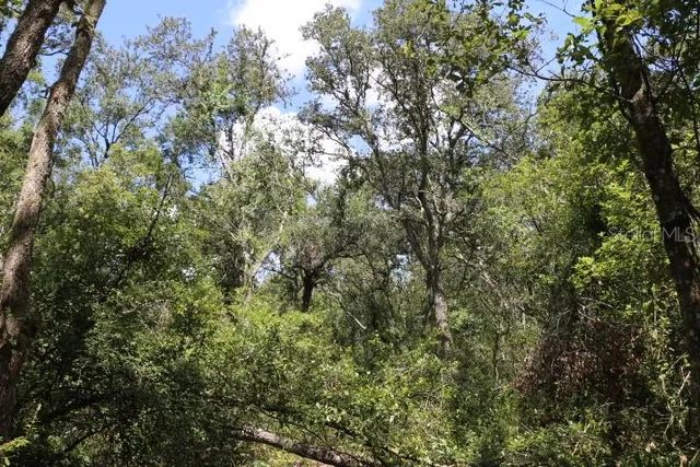a view of a yard with a tree