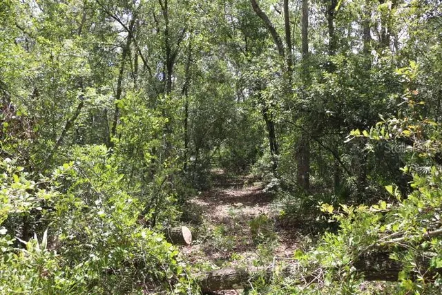 a view of a forest with a tree