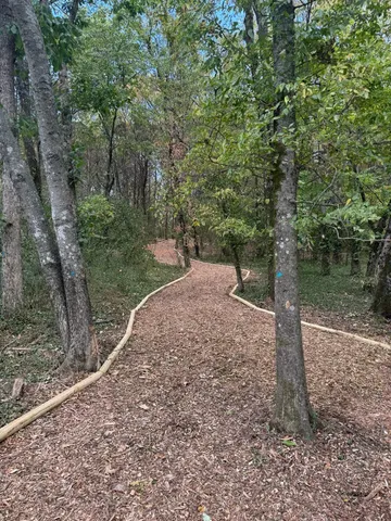 a view of a park with large trees