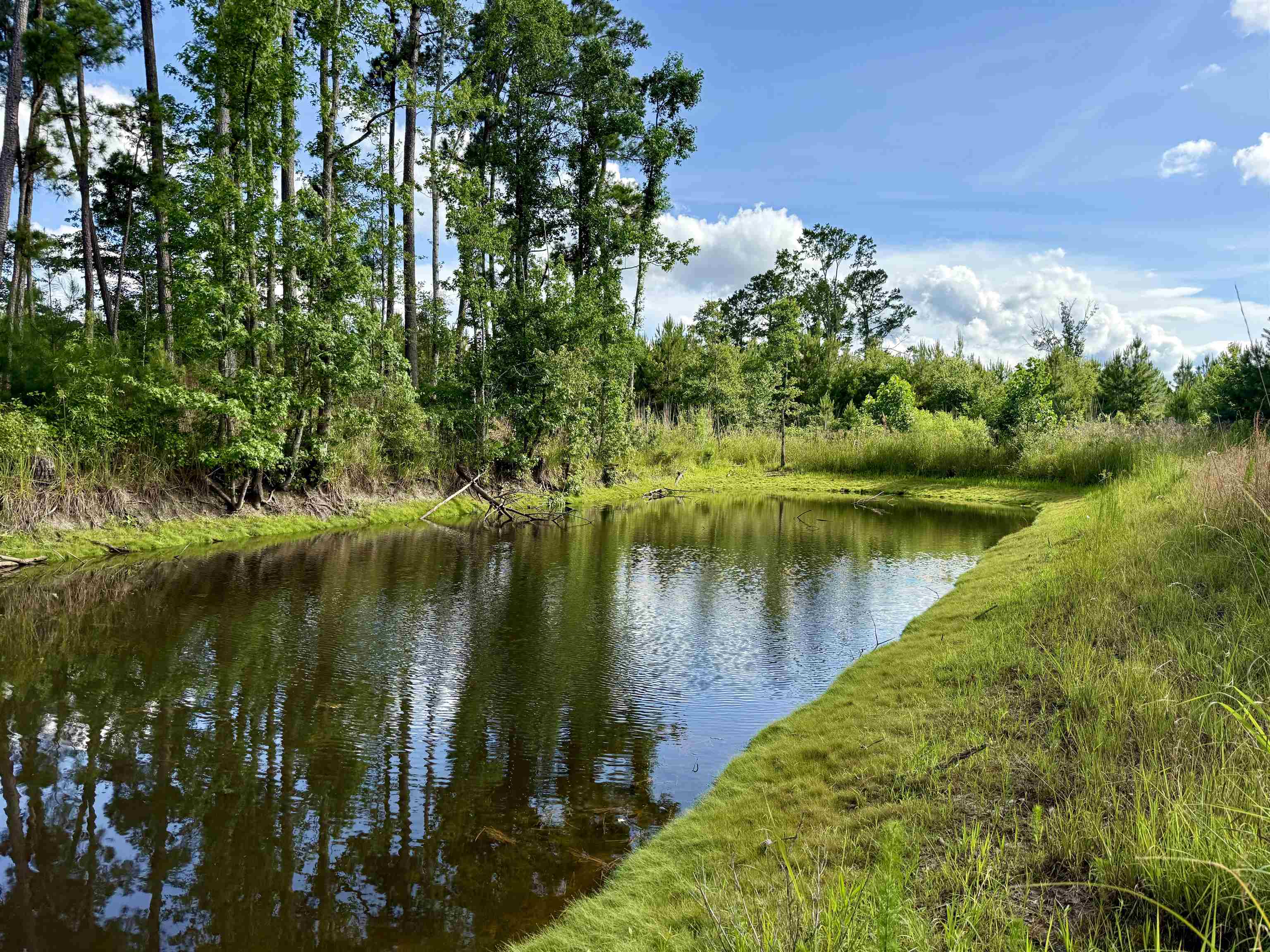 85-acres - Muddy Creek Road Hemingway, SC 29554 - Photo 1 of 31