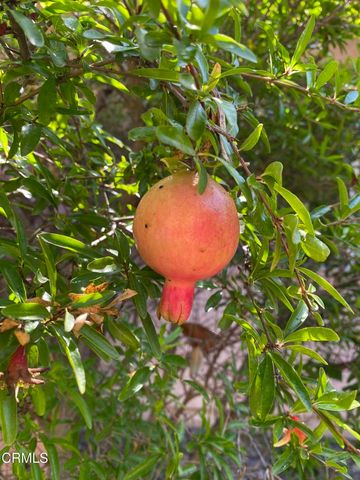 a view of a tree in a garden