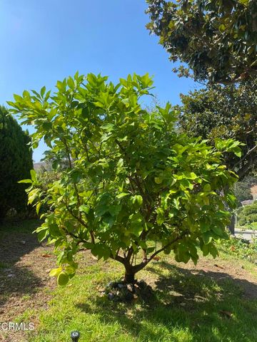a view of a tree with a tree