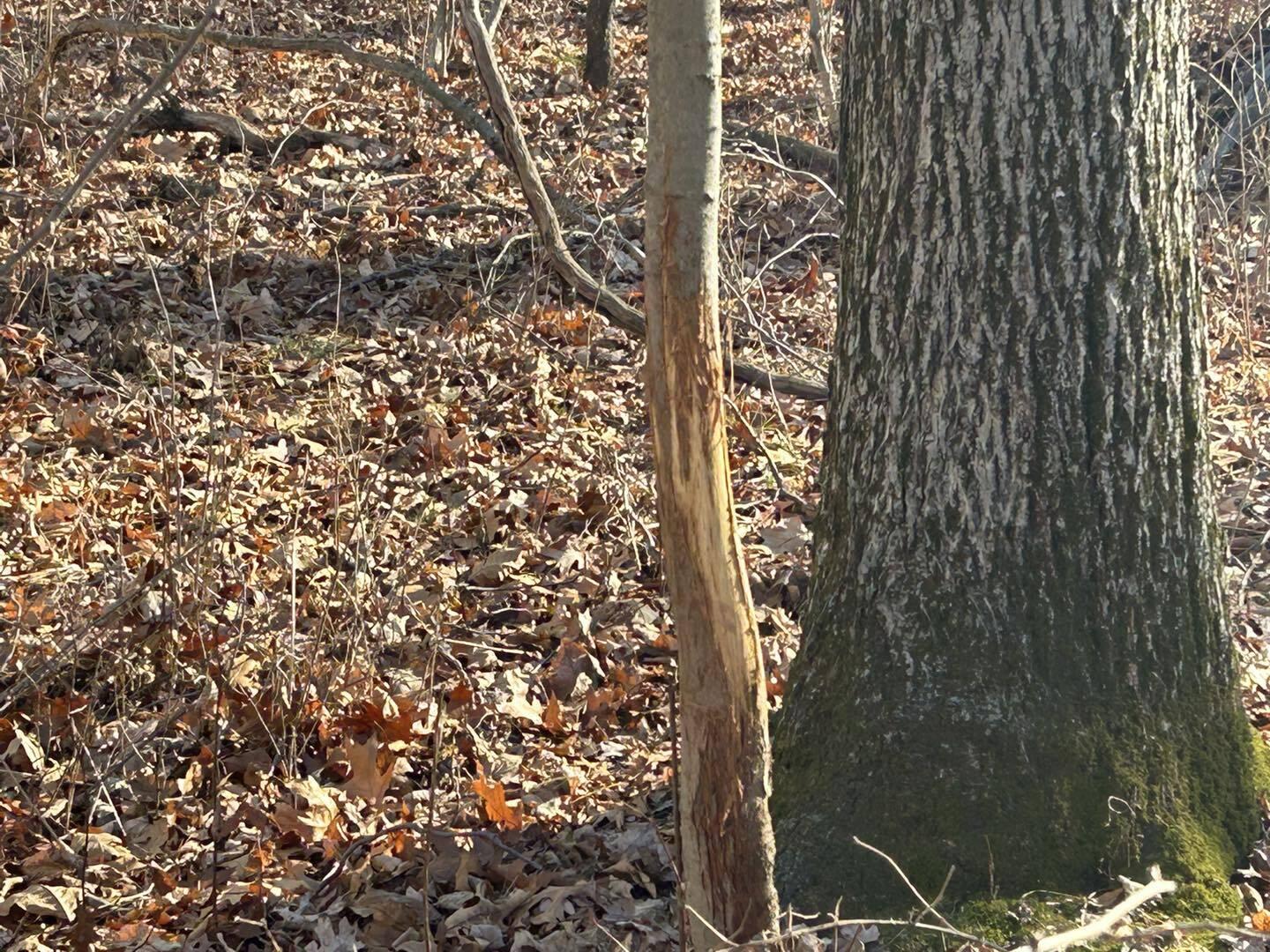 Fowle Road Jonesville, MI 49250 - Photo 2 of 13 Wel2