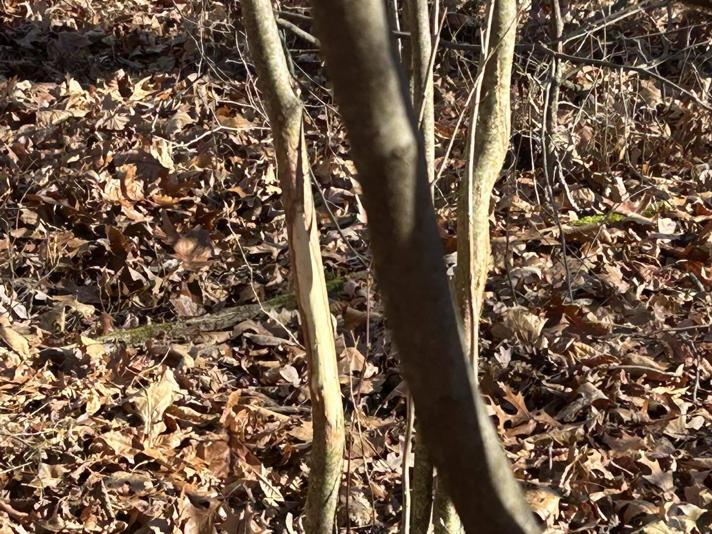 Fowle Road Jonesville, MI 49250 - Photo 6 of 13 Wel6