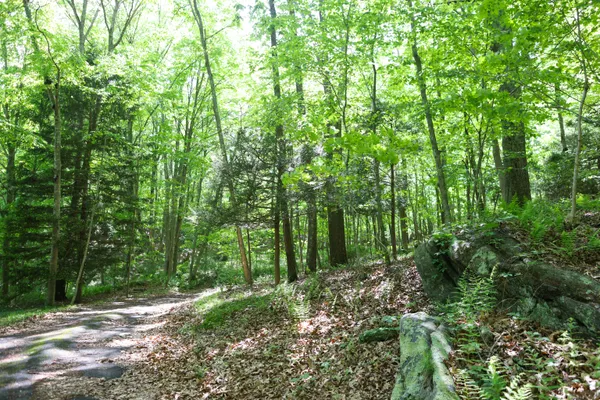 a view of a garden with a trees