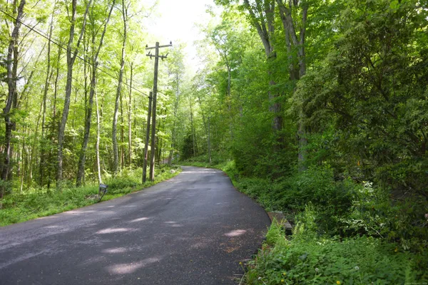 a view of a road with plants and large trees