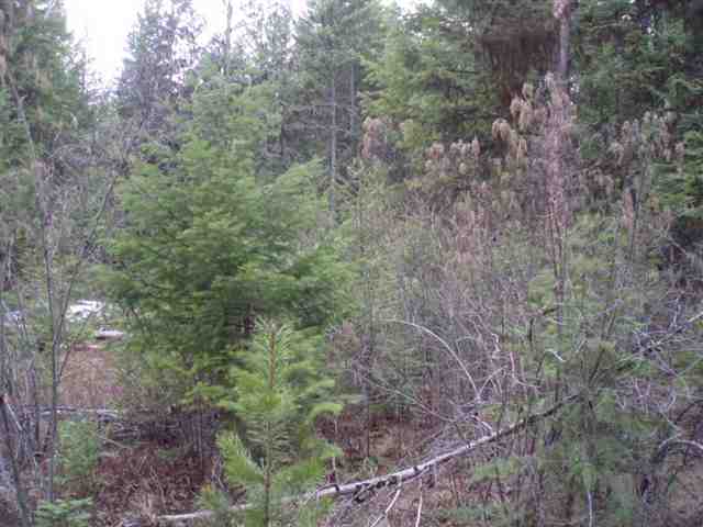 1096 D Middle Basin Road Colville, WA 99114 - Photo 2 of 8