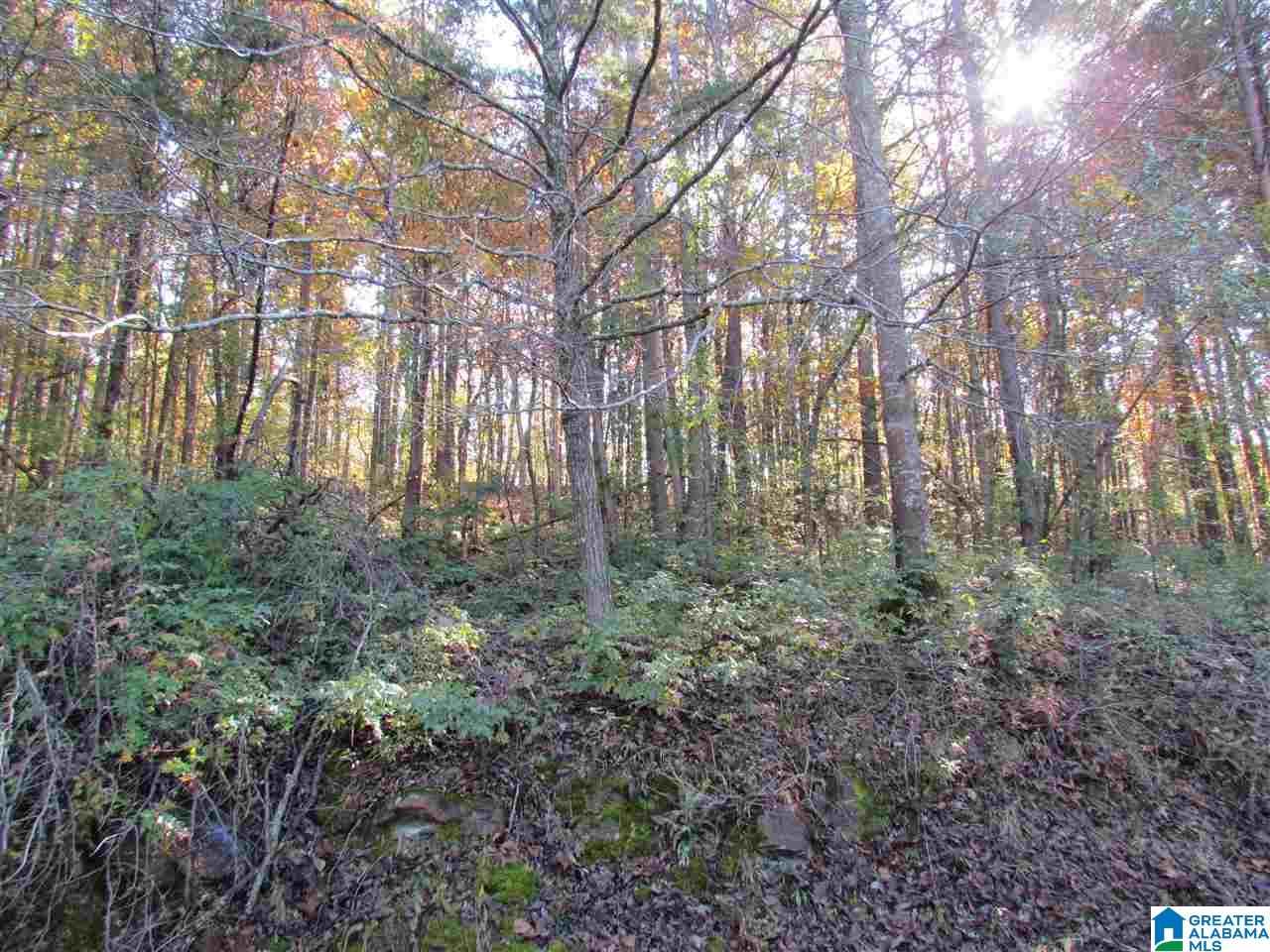 55 Jug Hollow Road Piedmont, AL 36272 - Photo 16 of 19