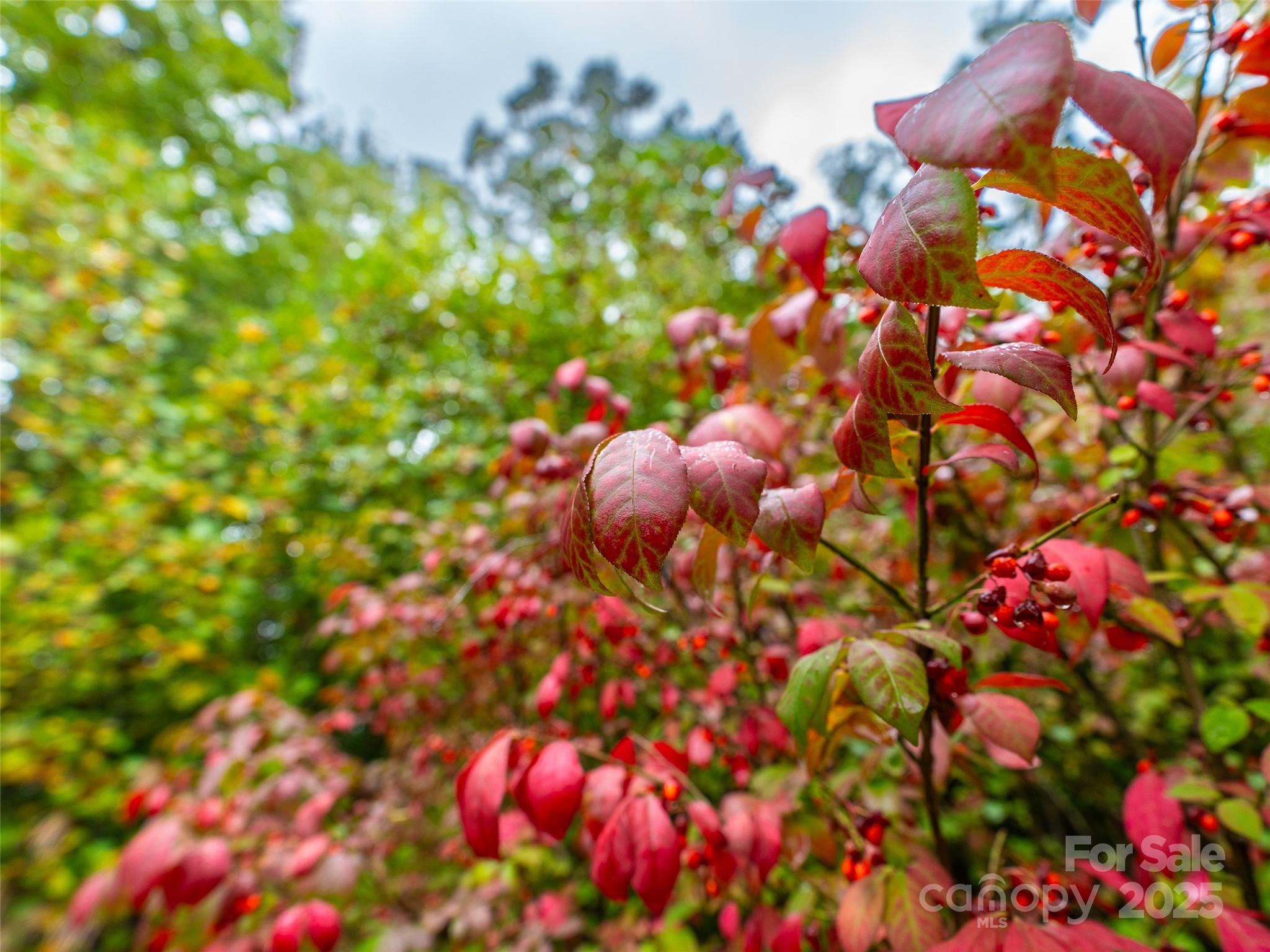 332 Millbrae Loop Hendersonville, NC 28791 - Photo 10 of 14 a picture of flowers