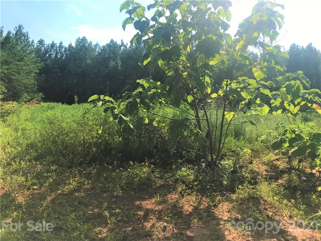 184 Pea Ridge Road Mill Spring, NC 28756 - Photo 3 of 13 a view of a garden