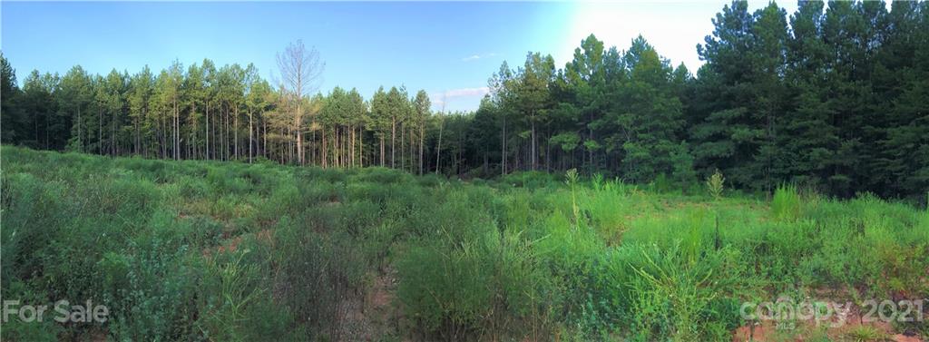 184 Pea Ridge Road Mill Spring, NC 28756 - Photo 7 of 13 a view of a lush green space