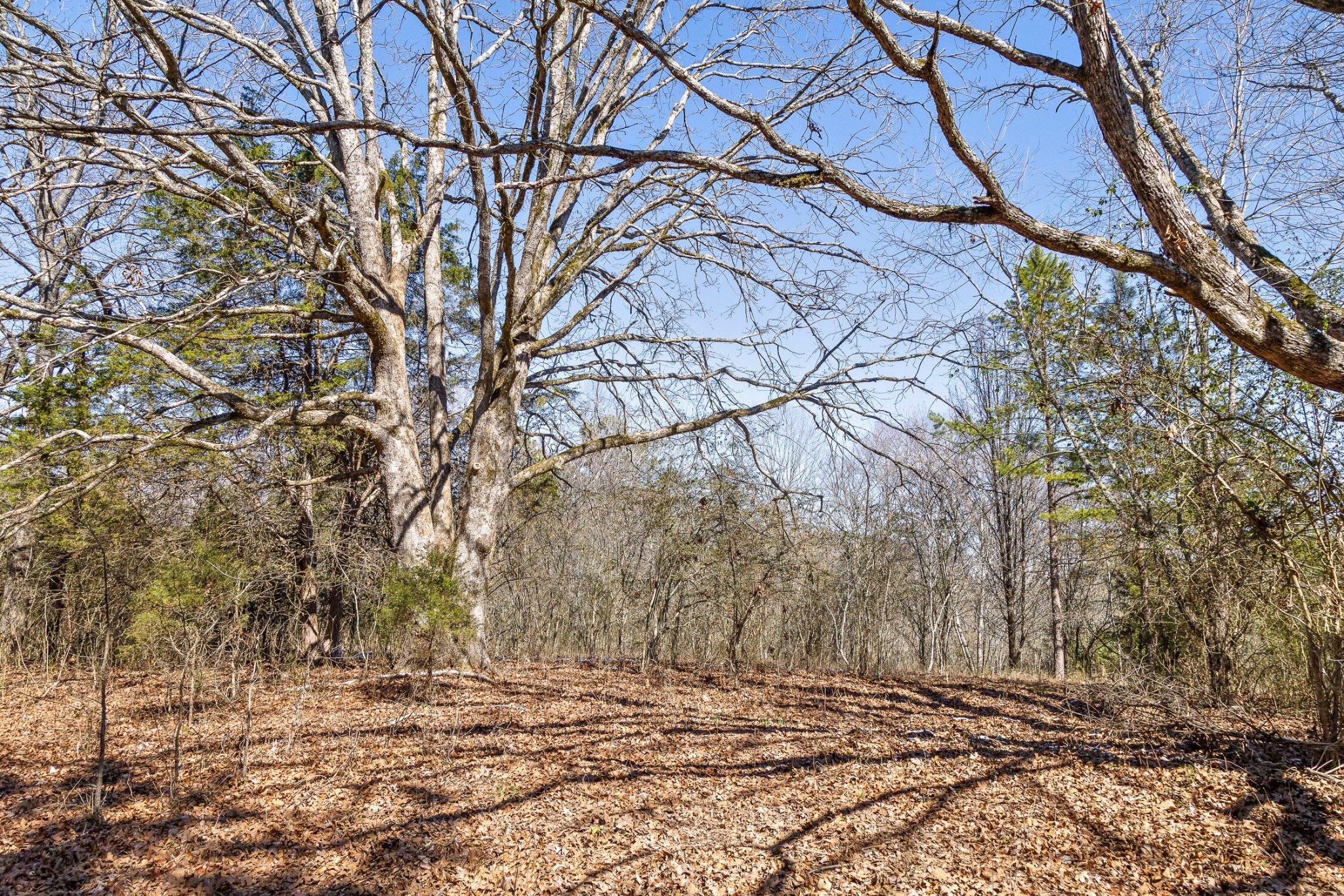 0 Andy Thomas Road Dayton, TN 37321 - Photo 12 of 45