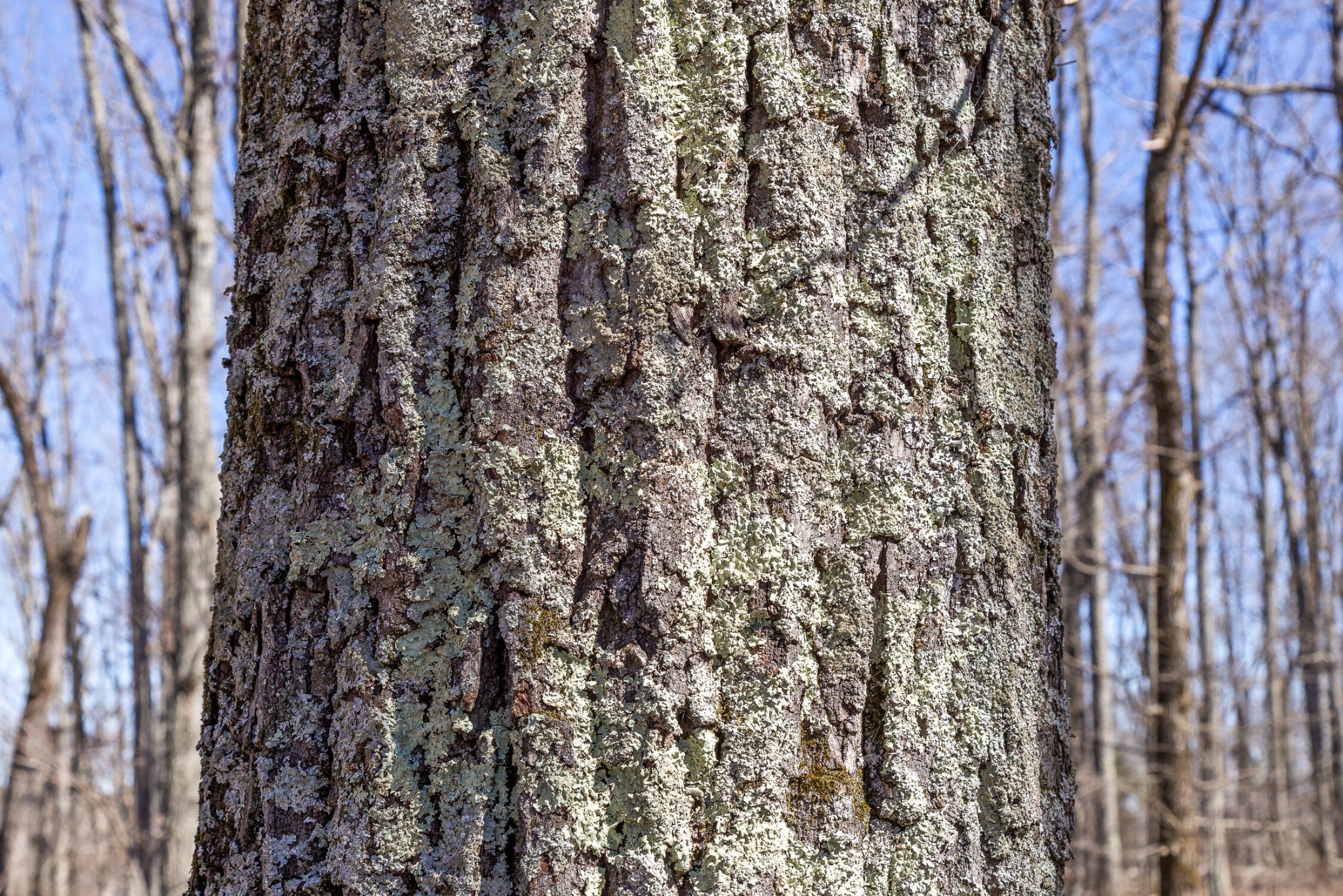 0 Andy Thomas Road Dayton, TN 37321 - Photo 17 of 45