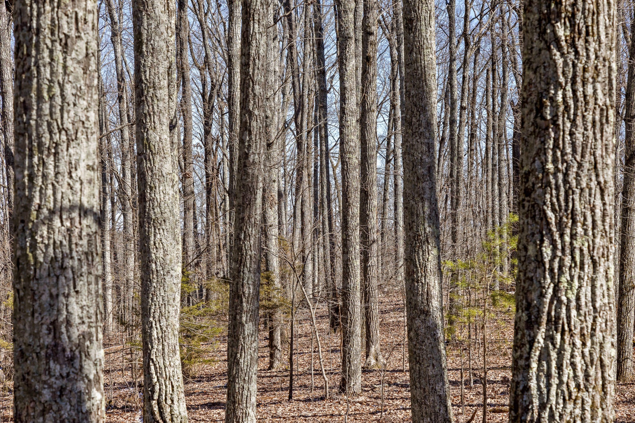 0 Andy Thomas Road Dayton, TN 37321 - Photo 20 of 45