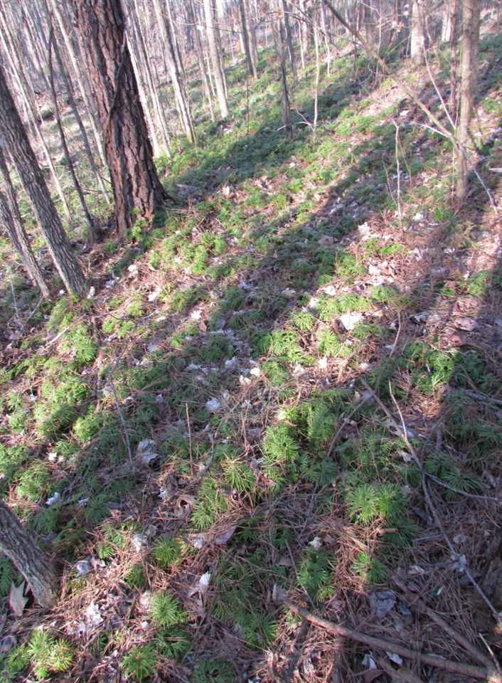 Gentry Dunkley Road Roxboro, NC 27574 - Photo 9 of 15 Running cedar is scattered on the property. It is a low growing evergreen plant that is used a lot as natural green Christmas Decor. RUNNING CEDAR