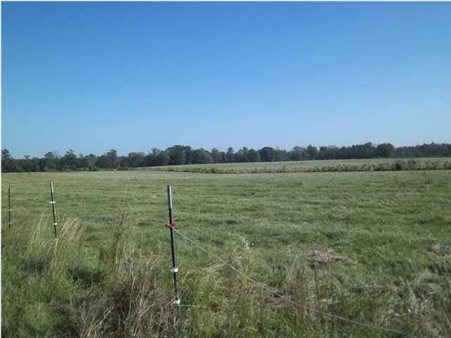 1351 Hall Road Forest, MS 39074 - Photo 16 of 18 Beautiful piece of land !!!!