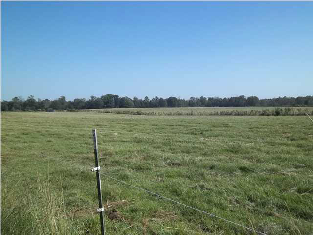 1351 Hall Road Forest, MS 39074 - Photo 8 of 18 Photo 8
