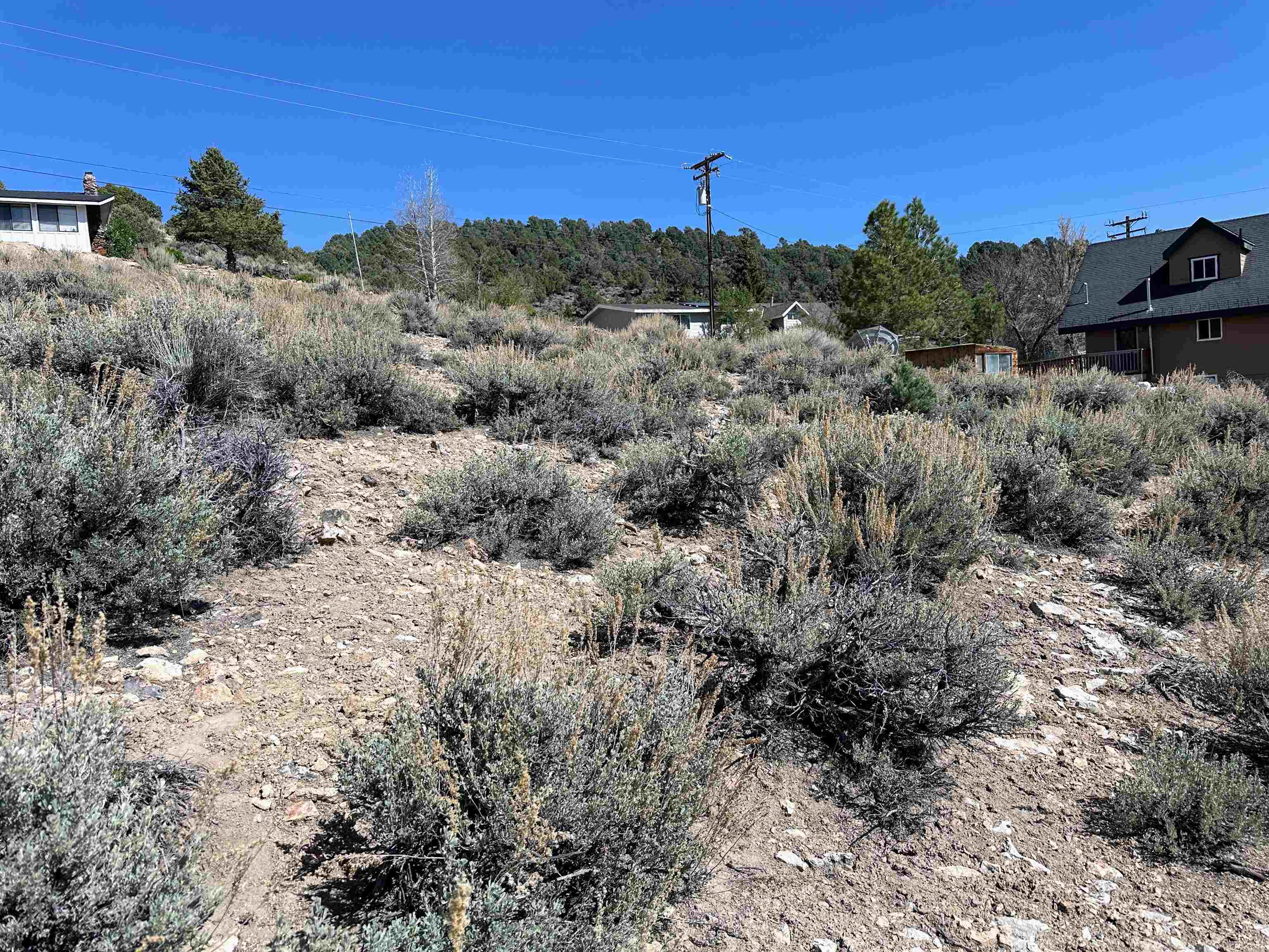 Lot 11 Rickey Peak Road, Unit 11 Bridgeport, CA 93517 - Photo 2 of 14 a view of a dry yard with trees in the background