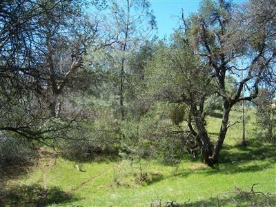 6866 Mosquito Road Placerville, CA 95667 - Photo 3 of 6 a view of a garden