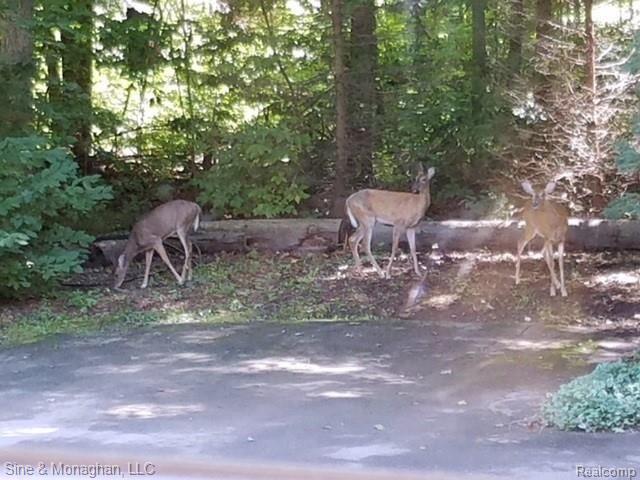 8738 Morrow Road Algonac, MI 48001 - Photo 10 of 40 MORROW DEER.jpg