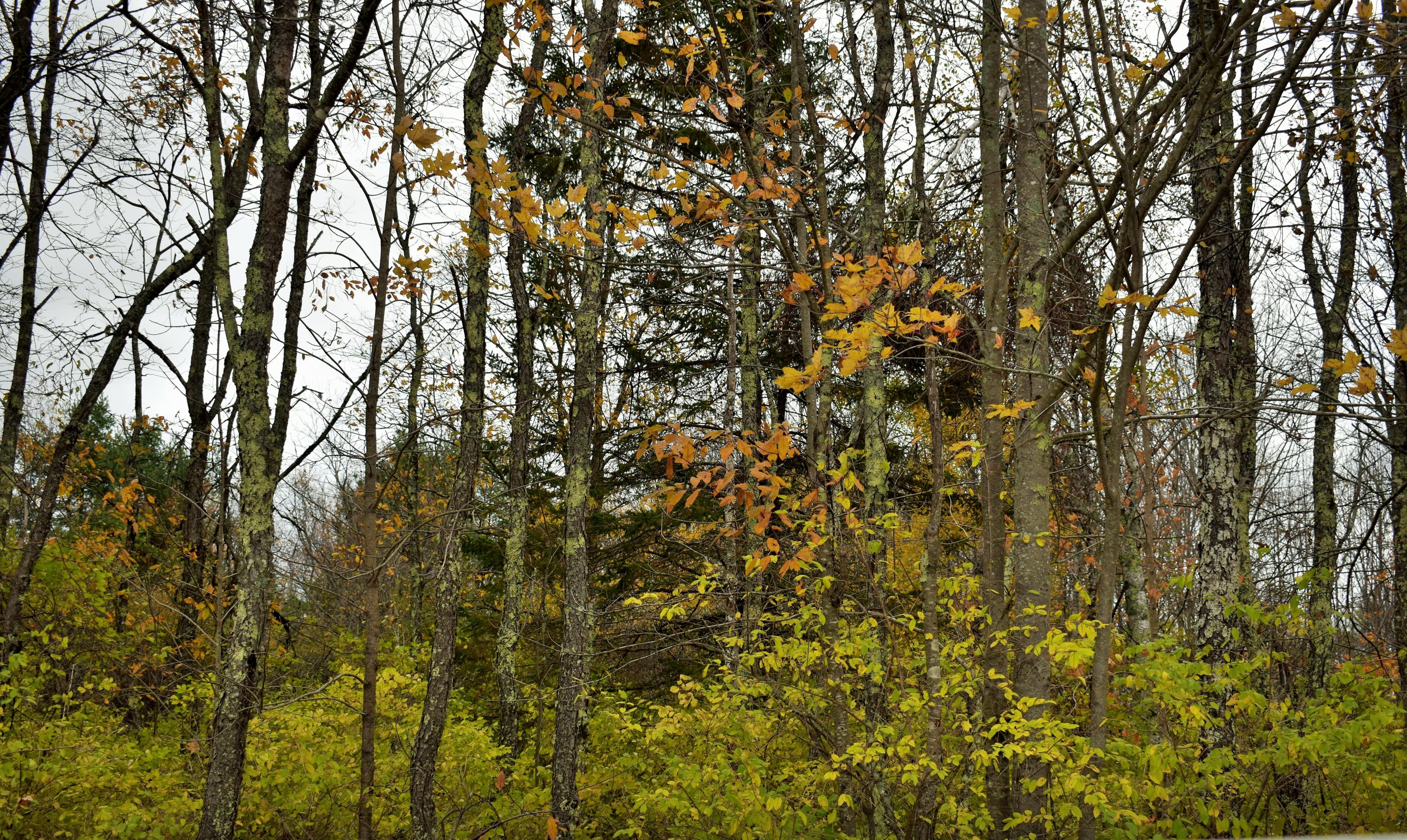 50 Jones Road Garland, ME 04939 - Photo 3 of 12 3