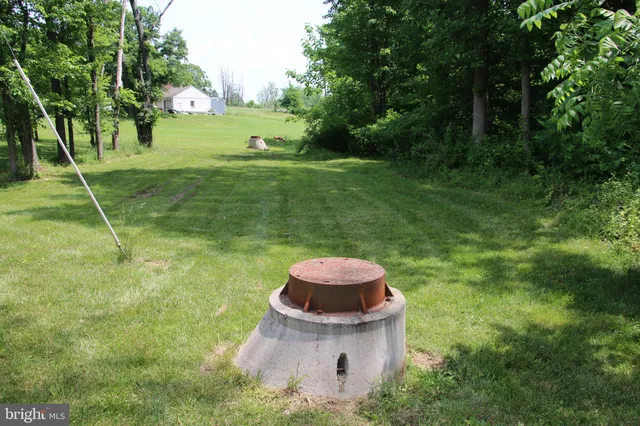 a view of a garden with a tree