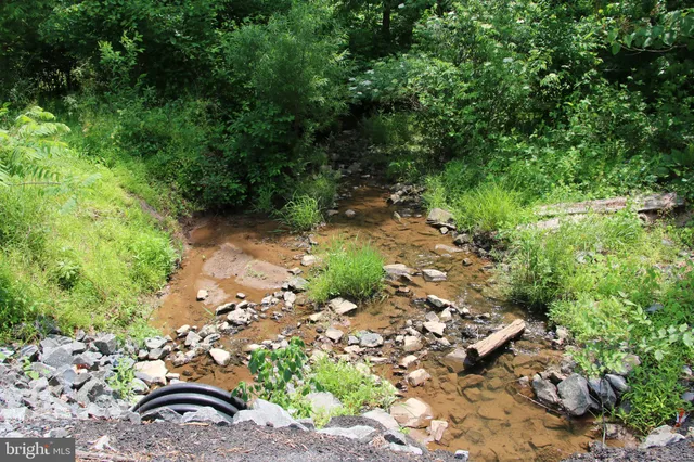 a view of a park with large trees