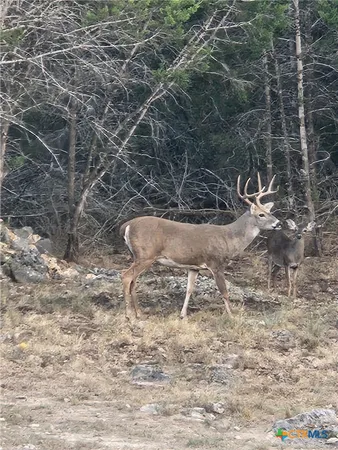 $2,500 | Undisclosed Address, New Braunfels, TX 78132