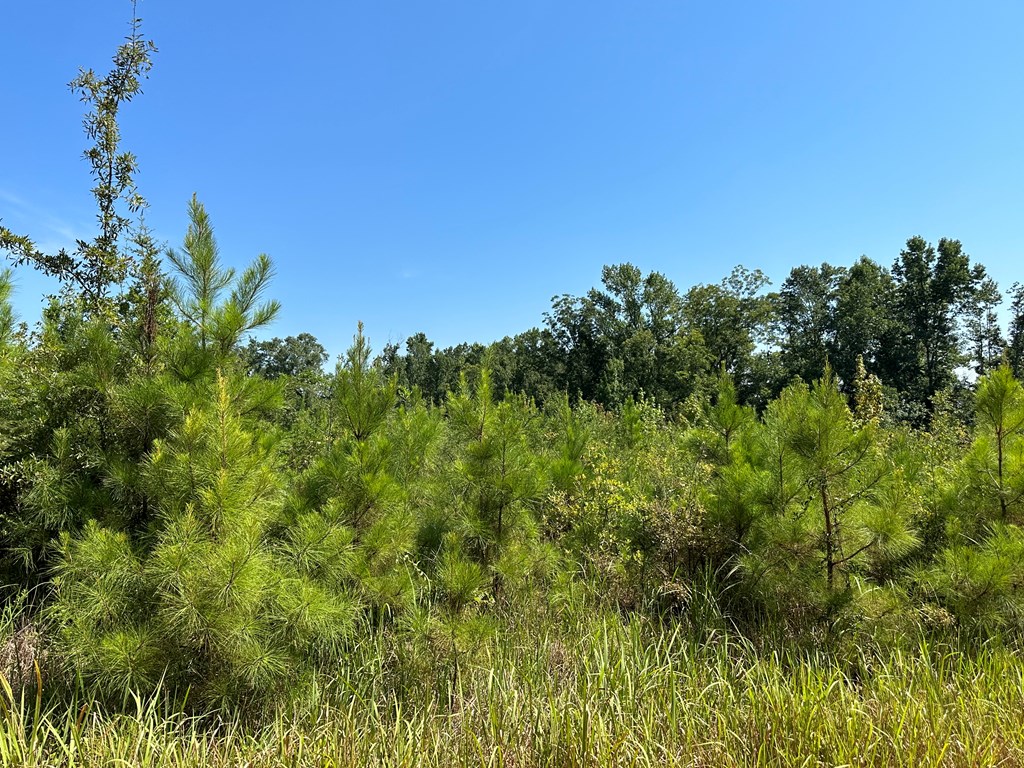 4.6 Old Elba Road Coffee Springs, AL 36318 - Photo 3 of 6