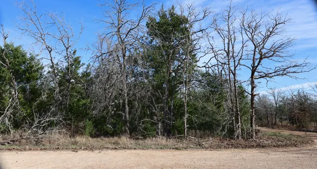 a view of a yard with plants and trees