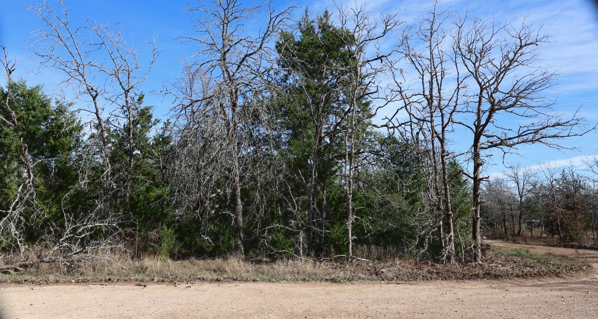 a view of a yard with plants and trees