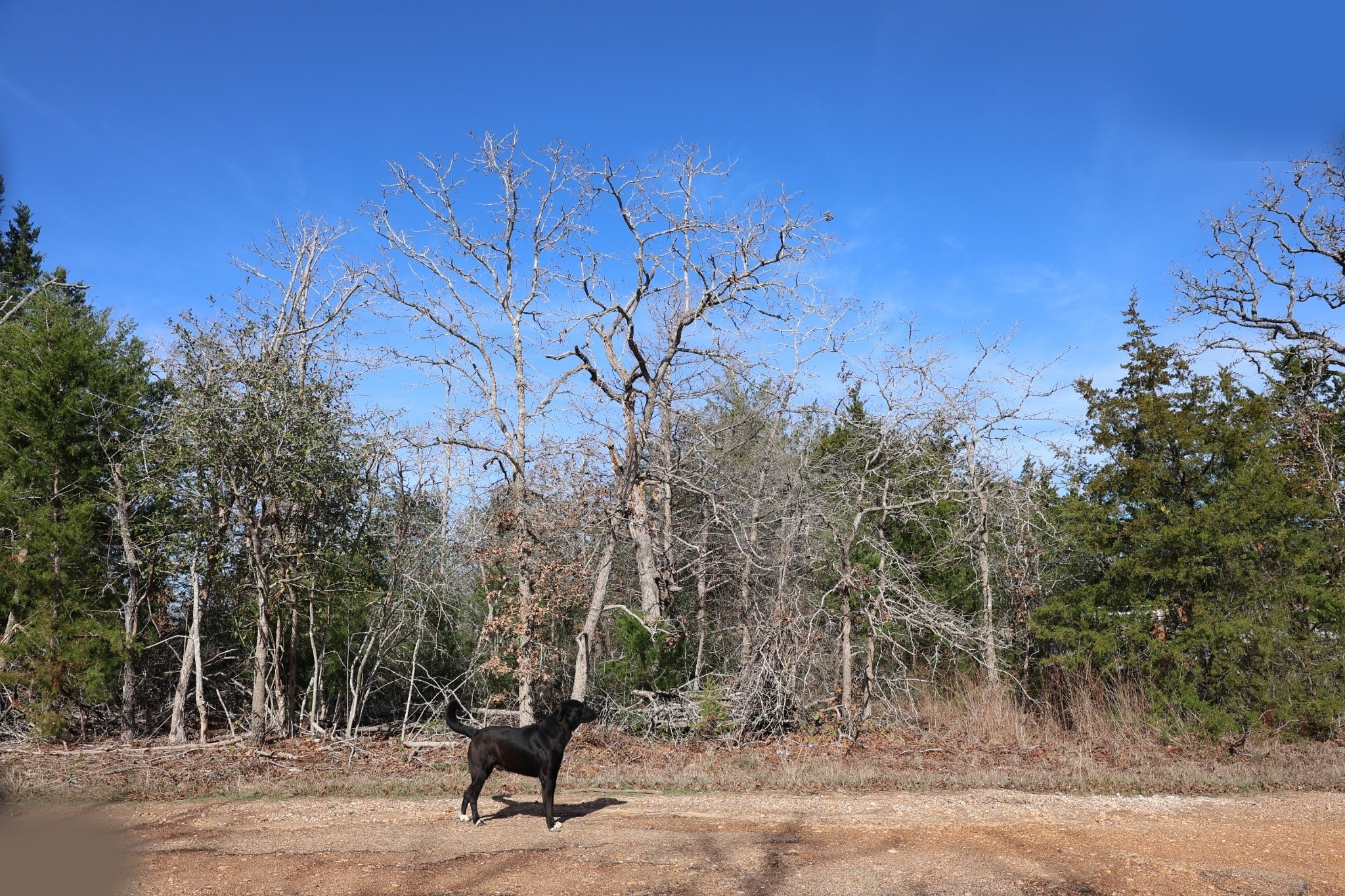 535 Blueberry Hill Road Somerville, TX 77879 - Photo 3 of 7 a view of a park with iron fence