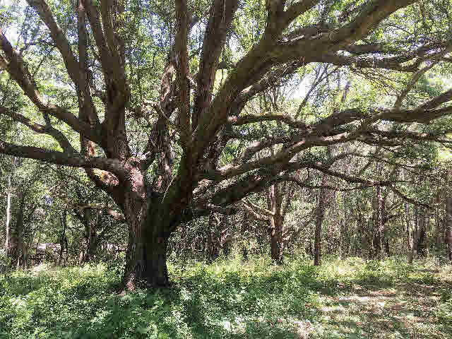 7275 Pinehill Road Daphne, AL 36526 - Photo 1 of 11