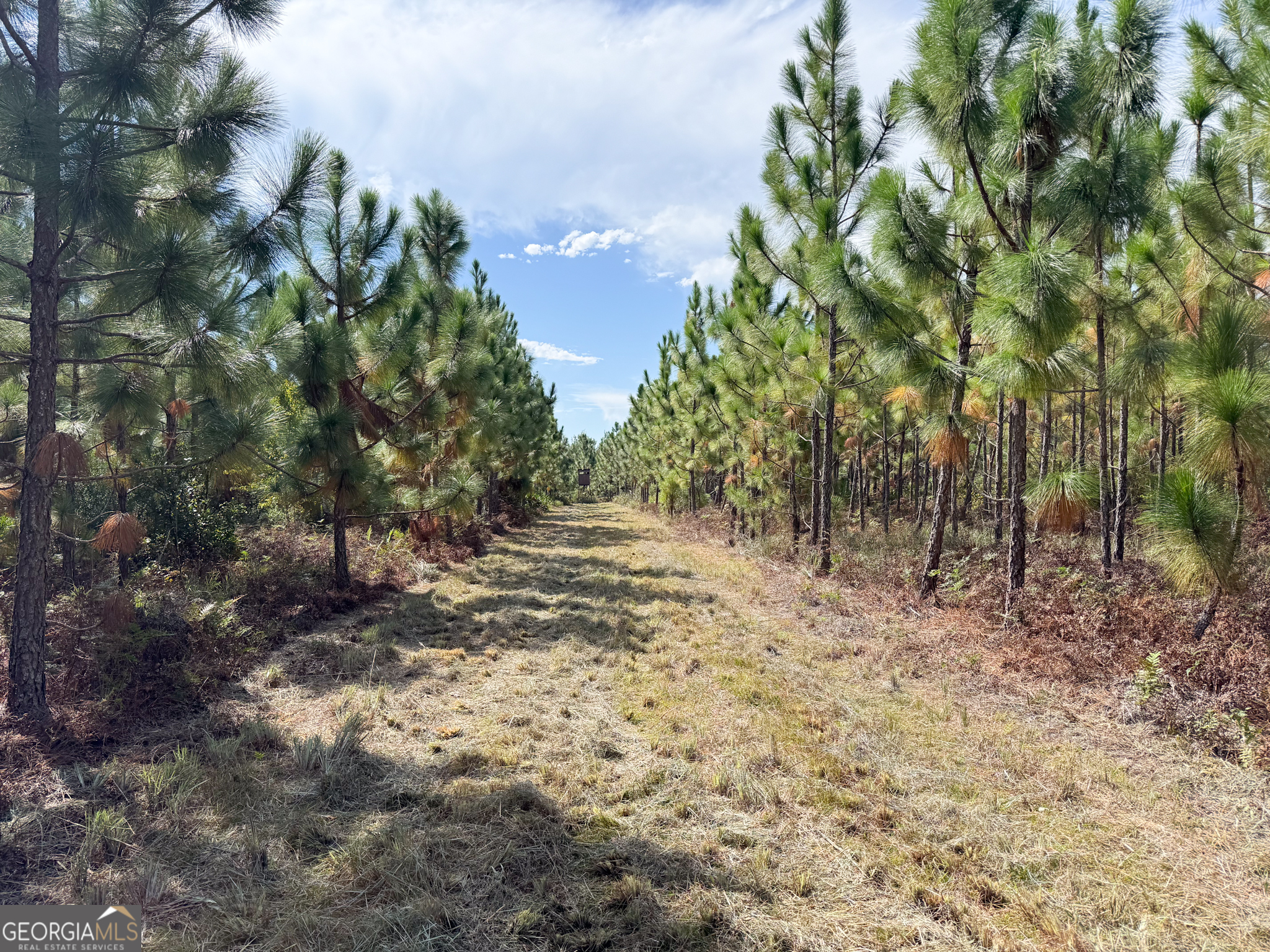 100 Doc Hunter Road Baxley, GA 31513 - Photo 4 of 13 a view of a yard with plants and trees