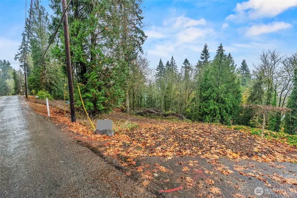 a view of a forest filled with trees