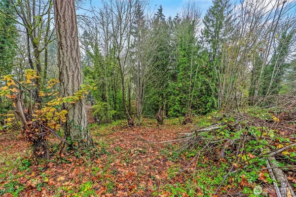 a view of a yard with plants and trees