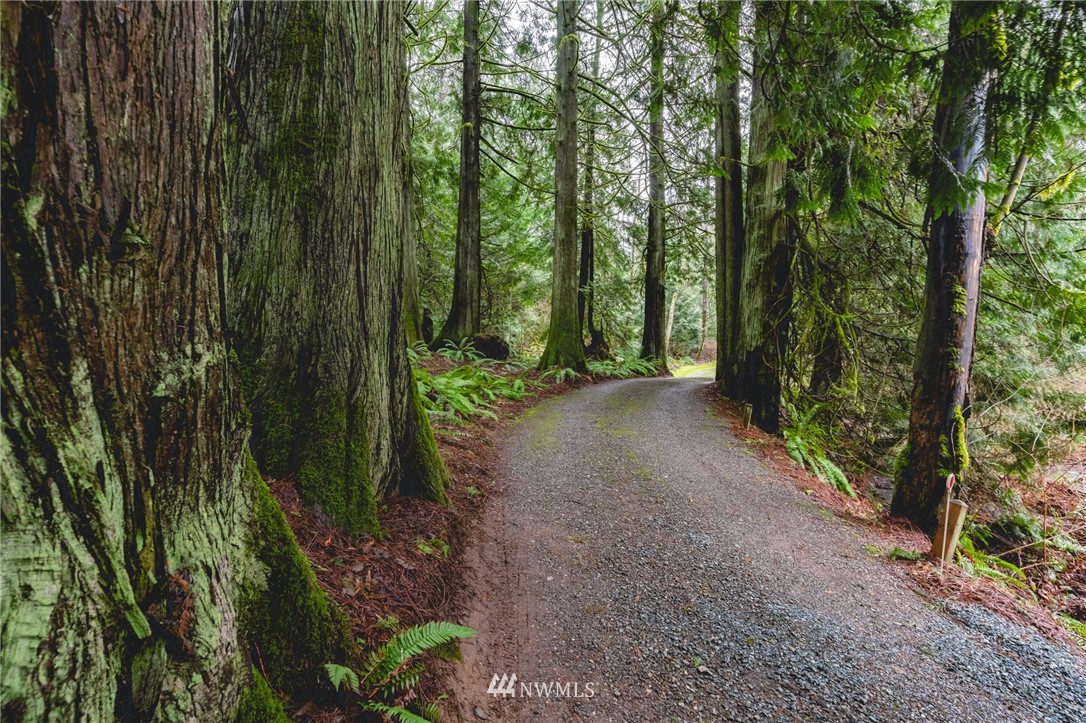 5524 Knight Road Bellingham, WA 98226 - Photo 33 of 34 a view of a forest with trees in the background