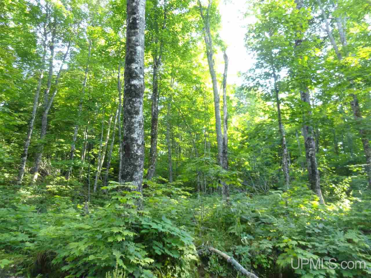 80 SOUTH Off Co Road Ishpeming, MI 49849 - Photo 4 of 20