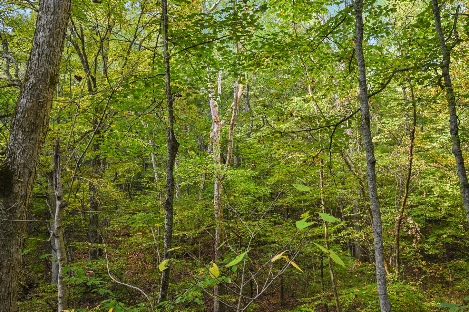 0 Turtle Creek Road Florence, IN 47020 - Photo 8 of 9