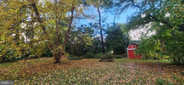 a view of a trees with yard