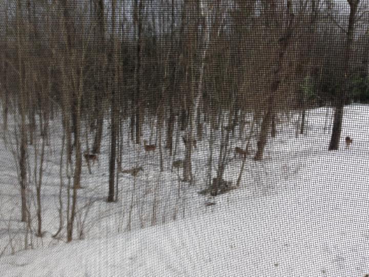 31 Skillings Corner Road Turner, ME 04282 - Photo 30 of 30 Lots of Deer in the backyard