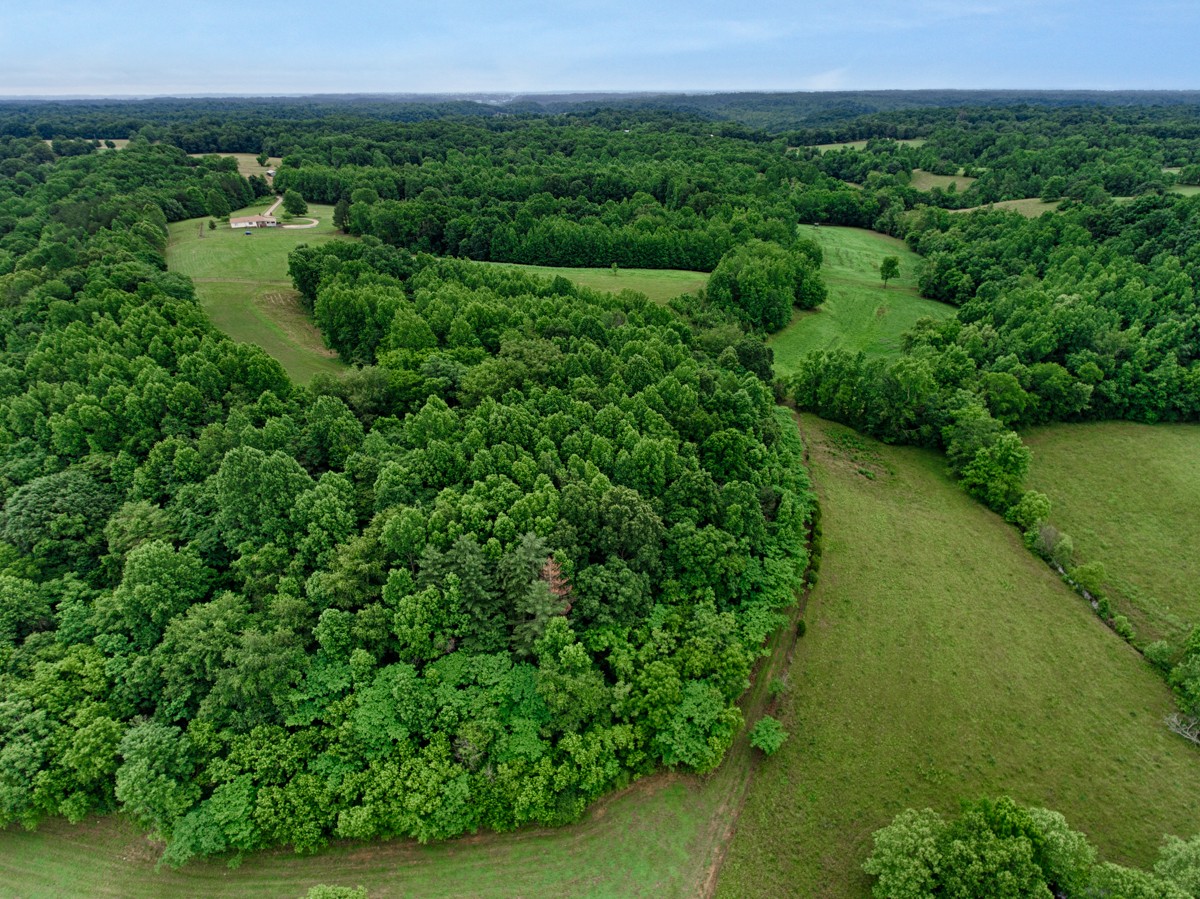 111 Sumac Road Pulaski, TN 38478 - Photo 17 of 19 a view of a lush green forest with lots of trees