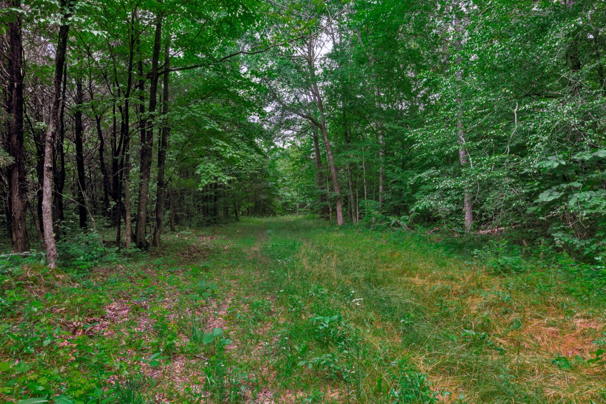 111 Sumac Road Pulaski, TN 38478 - Photo 4 of 19 a view of backyard with green space