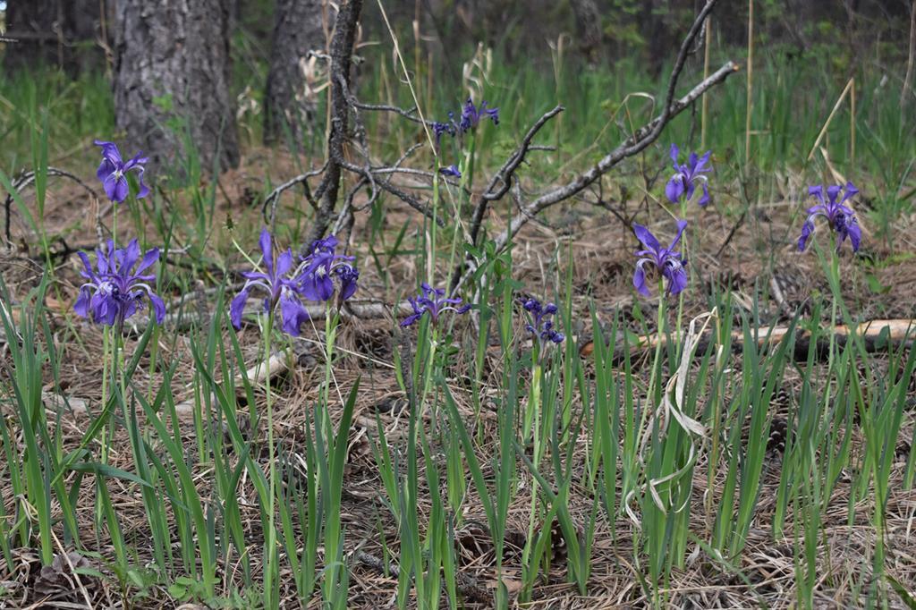 165 West Rye Co 81069 Rye, CO 81069 - Photo 9 of 38