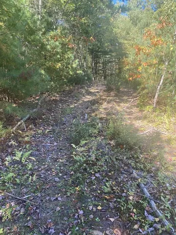 a view of a yard with large trees