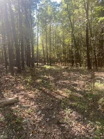 a view of a yard with a tree